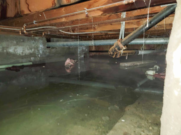 Best Water damage cleanup near me  in Louisa, VA