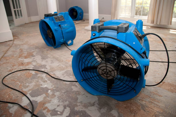 Best Mold removal after water damage  in Louisa, VA